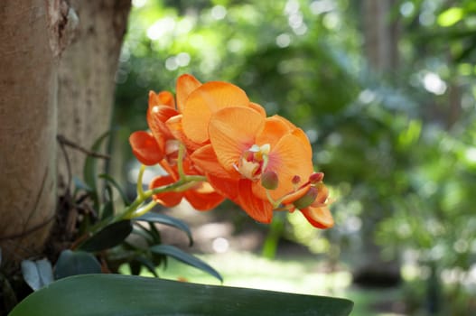 Beautiful Vanda Orchid flower in Chaingmai Thailand. Beautiful Natural Orchid flower in the garden. Natural Orchid plant.