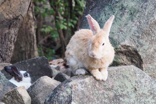 Long-eared rabbit is suffering from skin disease. Ringworm disease from infection and inflammation. hair loss and itching. Caring for sick rabbits.