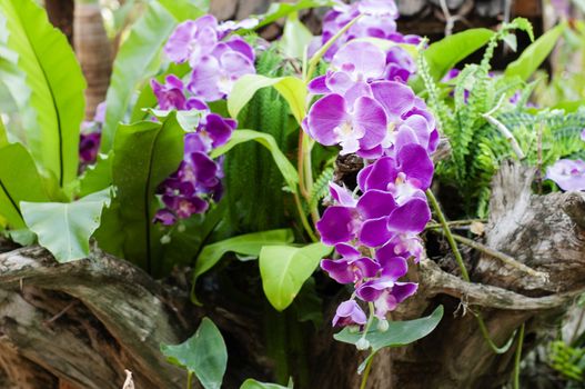 Defocus Beautiful Purple Orchid flower in Chaingmai Thailand. Beautiful Natural Orchid flower in the garden. Natural Orchid plant.