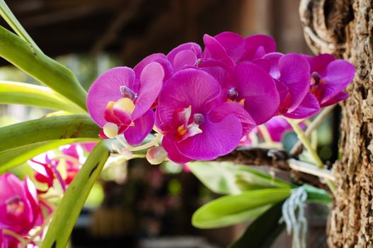 Phalaenopsis Orchids. Purple Orchid flower in Chaingmai Thailand. Beautiful Magenta Orchid flower. Natural plant in the wood.