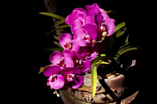 Phalaenopsis Orchids on black background. Purple Orchid flower in Chaingmai Thailand. Beautiful Magenta Orchid flower. Natural plant in the wood.