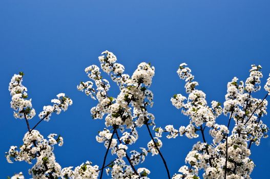 white cherry blossoms with blue sky in the background