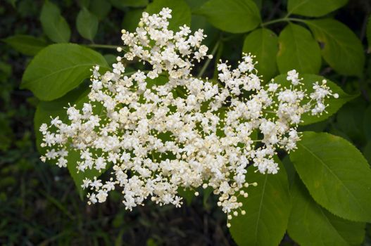 photo of elderflower, taken in a forest with leaves in the background