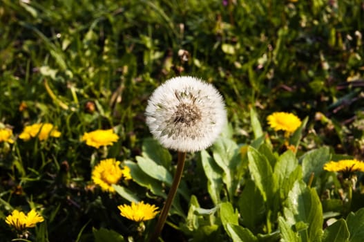 flowering dandelion with yellow dandelions in the background