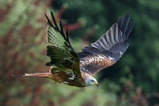 Red Kite (Milvus milvus) flying with wings spread in flight