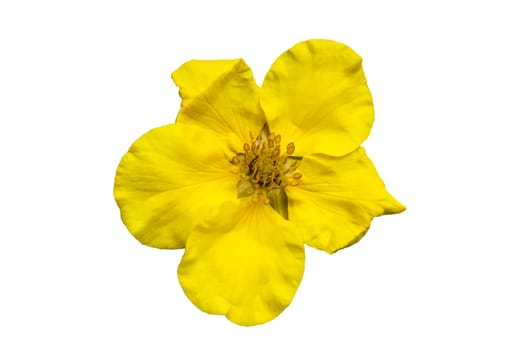 Potentilla 'Goldfinger' cinquefoil cut out and isolated on a white background