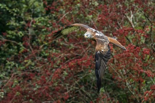 Red Kite (Milvus milvus) flying with wings spread in flight