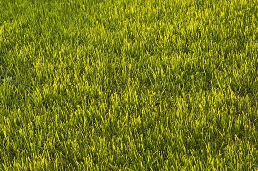 field of green grass, lit by the sun