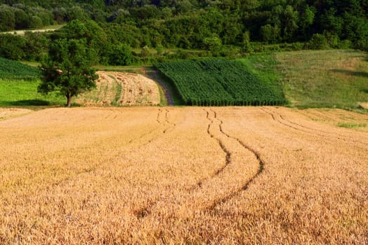 grain field with a tree and a field of corn in the beckground