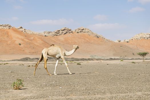 Camel walking in the desert of the United Arab Emirates (UAE), Middle East , Arabian Peninsula