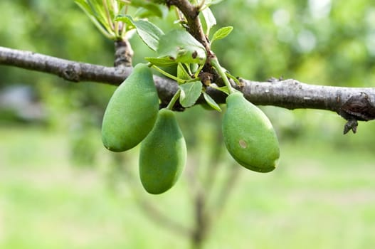 three immature green plums, photographed in a fruit tree