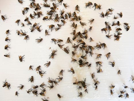 Many several dead flies caught on sticky fly paper trap