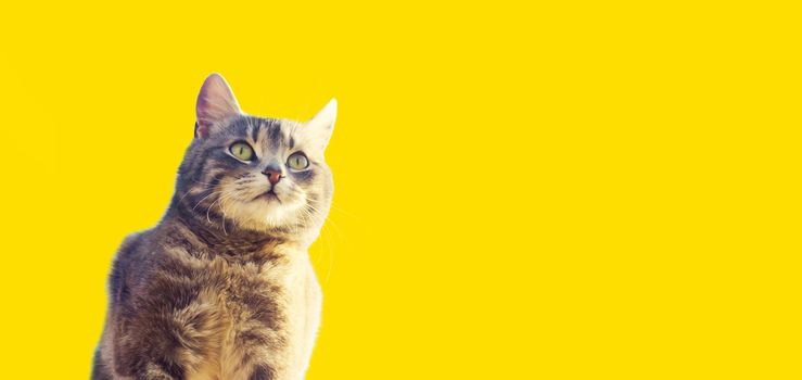 Cute gray cat looks into the distance with curiosity on a yellow background. Interest, high attention and caution. Curious pet in search of adventures, events. Hunting instincts, copy space, banner