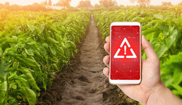 A phone and a warning sign on the background of sweet Bulgarian bell pepper plantation. Farming, harvesting. Harmful pesticides and chemicals in agriculture. Environmental hazard