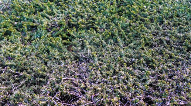 Beautiful green leaves of plants and different hedges and walls in Europe