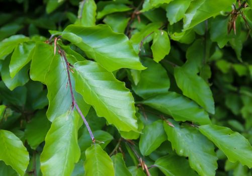 Beautiful green leaves of plants and different hedges and walls in Europe