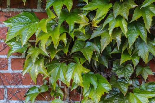 Beautiful green leaves of plants and different hedges and walls in Europe