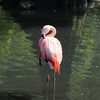Colorful pink flamingo birds in a close up view on a sunny day