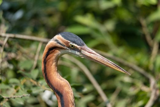 Close-up portrait of purple heron, naturalistic image of big european bird