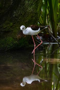 Black-winged stilt walking reflected in the water of a pond in the shade of some trees, image of a bird of the avocet family