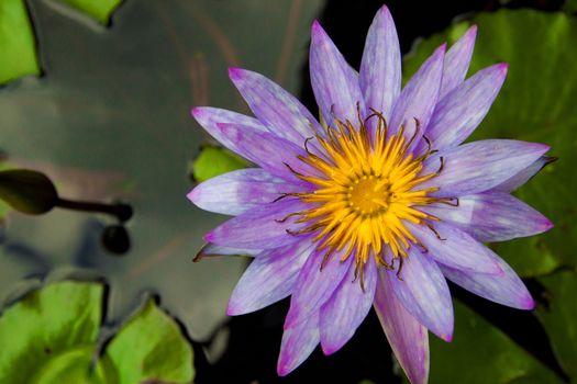 Beautiful violet water lily or lotus flower bloom on water surface top view , close up