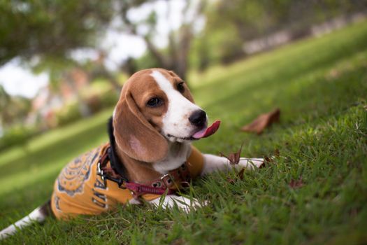 Portrait cute face Beagle puppy dog wear clothes and leash sitting on green grass or meadow, selective focus at Beagle face. Obedient pet in the summer park