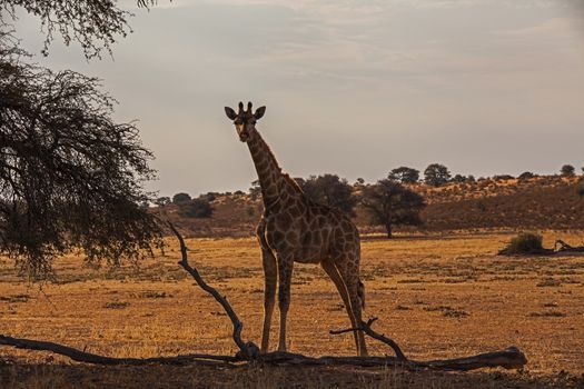 A young Giraffe calf in the dry riverbed of the Auob River, Kgalagadi Trans Frontier Park. South Africa