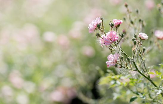 Pink Polyantha Shrub Roses also known as The Fairy roses in a garden, under the hot spring sun