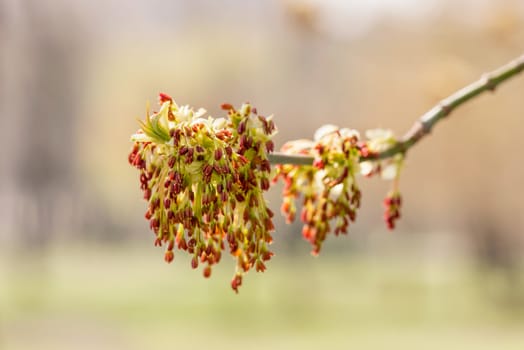 Acer Negundo, young green leaves with seeds and flowers under the spring sun