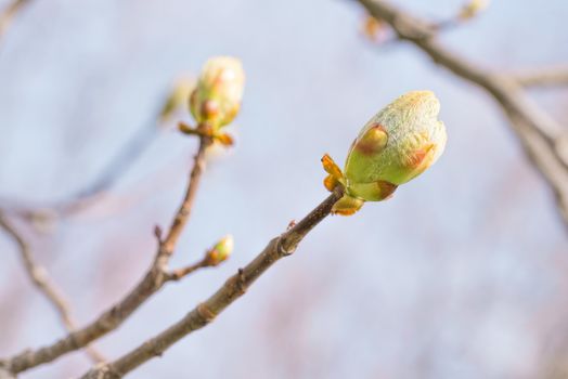 Macro of a horse-chestnut (aesculus hippocastanum) sprout under the warm spring sun