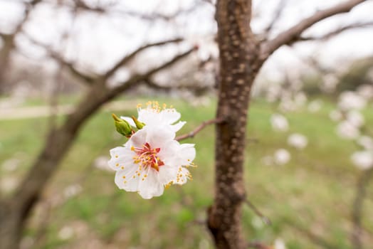 Close up of tender white apricot flowers under the soft spring sun