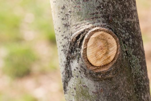 Detail of a branch cut off on a tree trunk