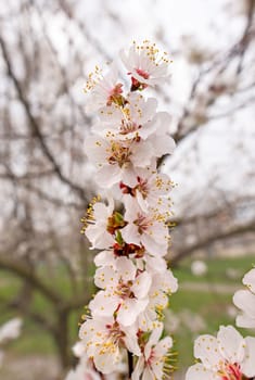 Close up of tender white apricot flowers under the soft spring sun