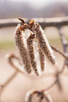 A backlit cluster of white poplar (populus alba) catkin, under the soft spring sun