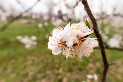 Close up of tender white apricot flowers under the soft spring sun