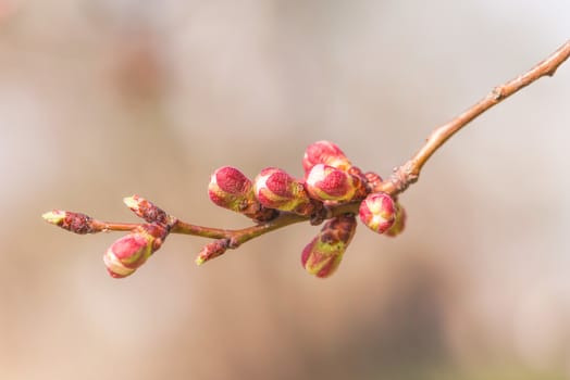 Macro of red and white of Apricot tree buds, on a branch, in spring under the sun