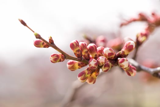 Macro of red and white of Apricot tree buds, on a branch, in spring under the sun