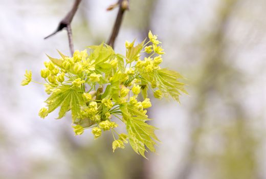 Closeup of maple tree flowers and leaves under the soft spring sun