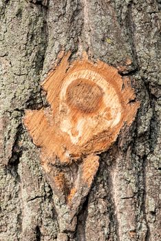 Detail of a branch cut off on a tree trunk