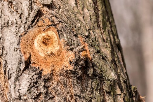 Detail of a branch cut off on a tree trunk