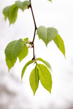 European or common hornbeam (Carpinus betulus) leaves under a strong spring light