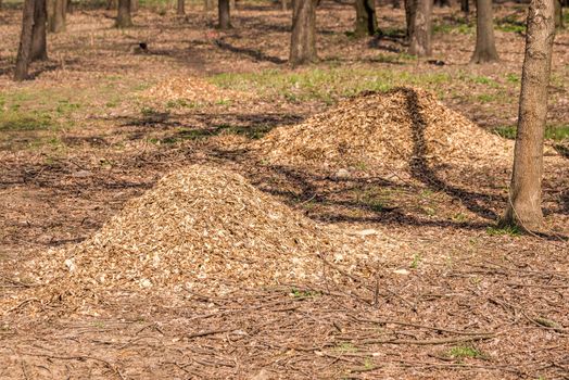 A heap of various crushed branches under the trees in the forest