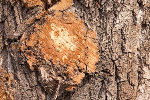 Detail of a branch cut off on a tree trunk