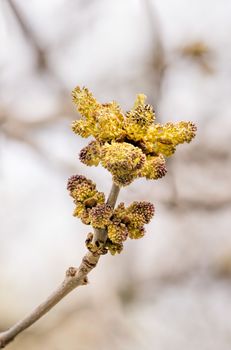 Macro of Fraxinus, also called Ash tree, flowers of catkin, at the beginning of spring