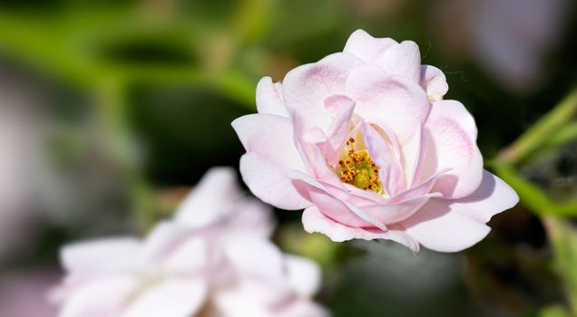 Pink Polyantha Shrub Rose also known as The Fairy rose in a garden, under the hot spring sun