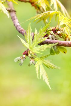 Close up of maple leaves and fruits (samara) under the soft spring sun