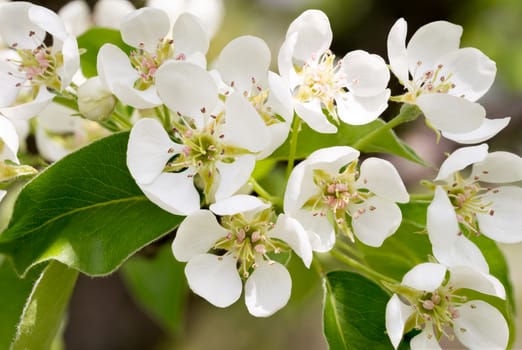 Nice pear tree flowers blooming under the soft spring sun