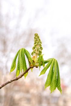 Close up of young chestnut (Aesculus) leaves and flower at the beginning of a soft and sunny spring