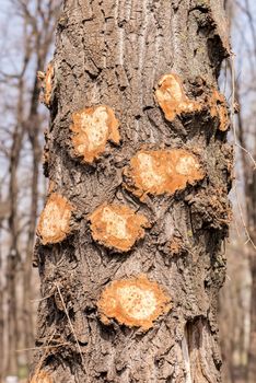 Detail of a branch cut off on a tree trunk