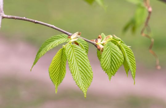 European or common hornbeam (Carpinus betulus) leaves under a strong spring light